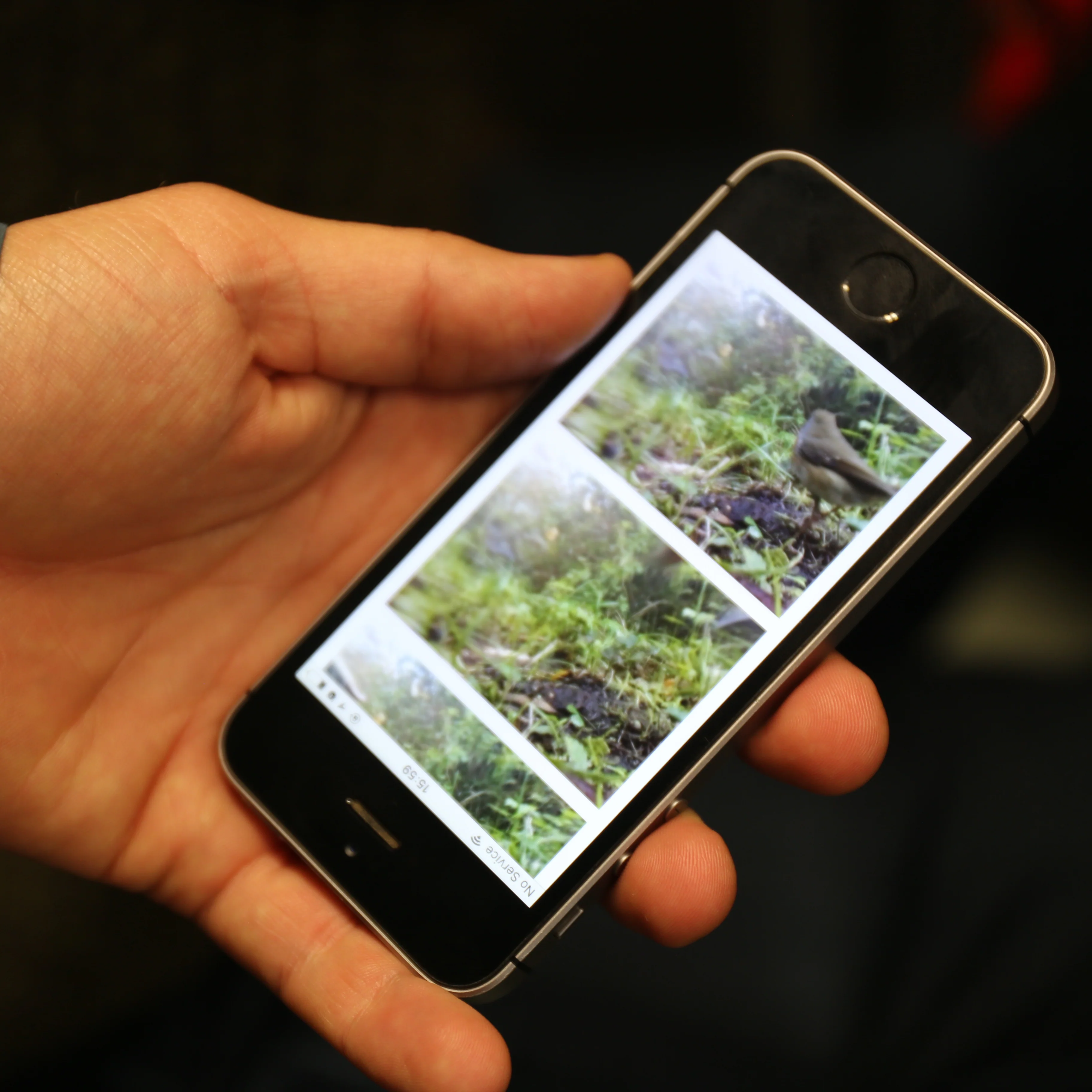 My Naturewatch Wildlife Camera - Image 2